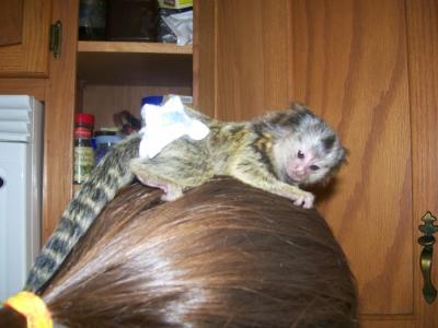 Marmosets and Capuchin Monkeys available contact (903) 496-5680