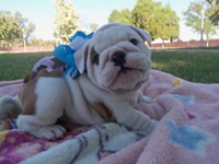 Adorable Male And Female English Bulldog Puppies Looking For A New Home