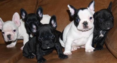 Outstanding English and French Bulldog Puppies for Adoption $200