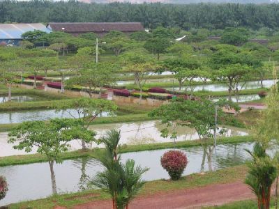 Healthy Aquarium Arowana fishes for sale 