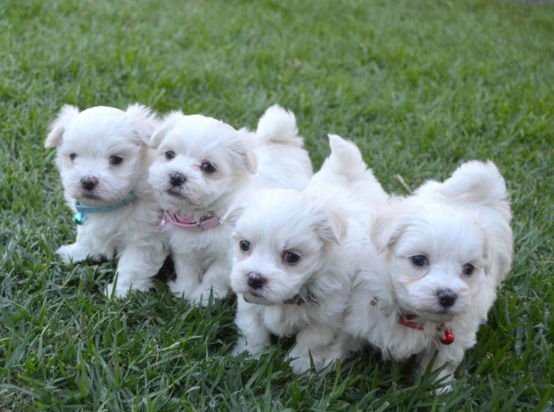 Very Cute  MicroTeacup Maltese  Puppies males and females for sale