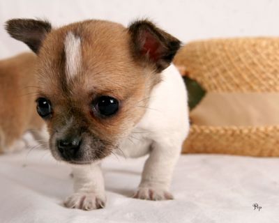 Beautiful Chihuahua puppies for Christmas
