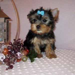 Two Cute and Adorable Yorkie puppies for adoption (mirakates@yahoo.com)