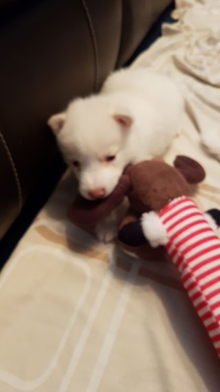 Siberian husky stuning pups for sale