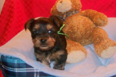 ♥Adorable YORKIE Baby Boy♥