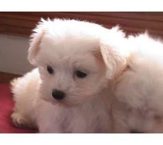2.5lbs maltese puppies awaiting great families