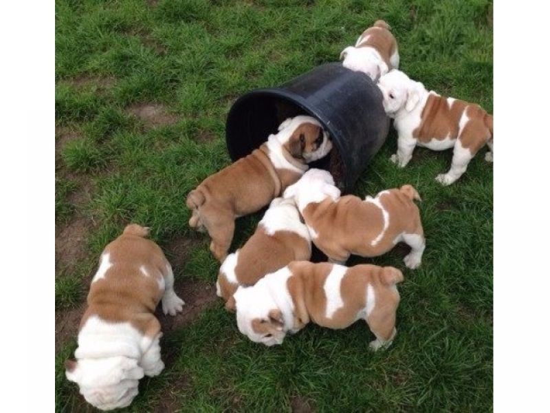 English bulldog puppies