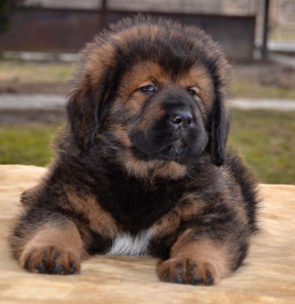 Tibetan Mastiff puppies with pedigree