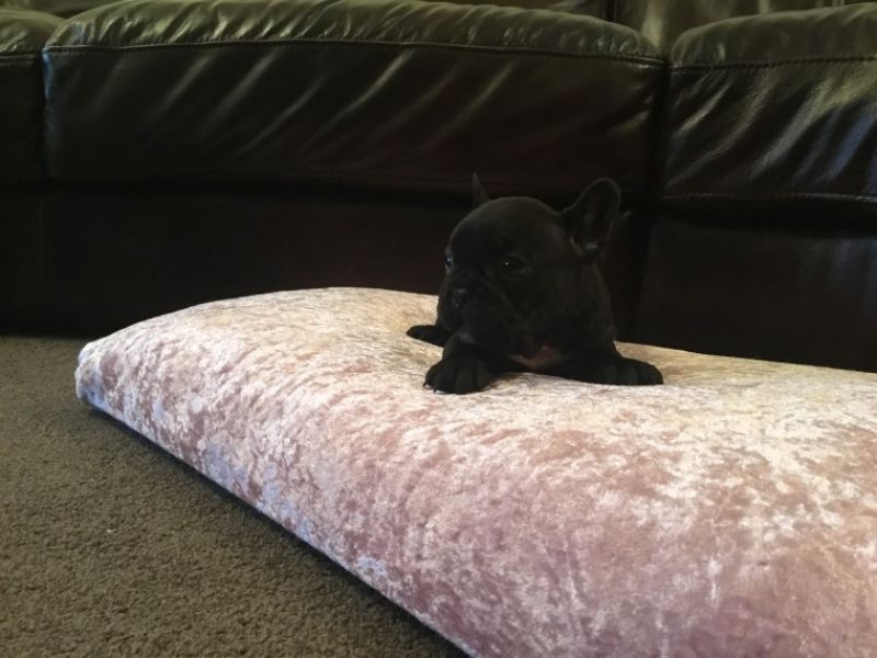Quality awesome french bulldog puppies for sale Text 443-563-1239