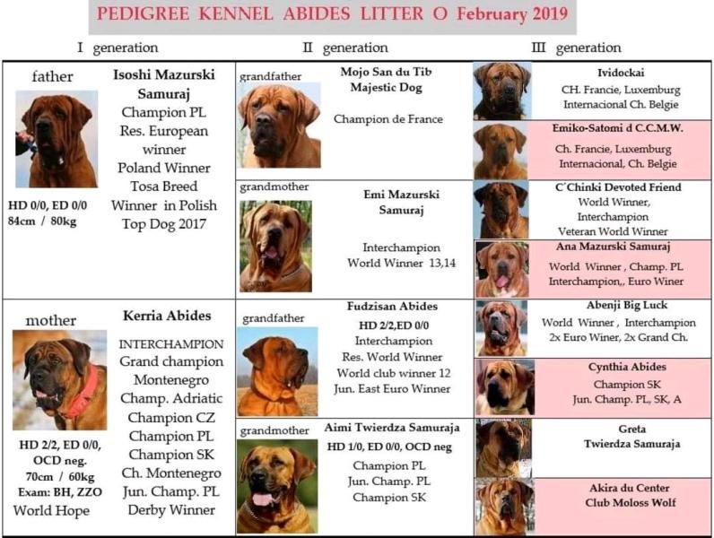 Tosa Inu puppies with pedigree