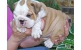 English bulldog puppies with papers