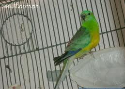 3 proven prs. Aust. Red Rump Parakeets 