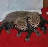 tiger,lion,fennec fox cubs for sale