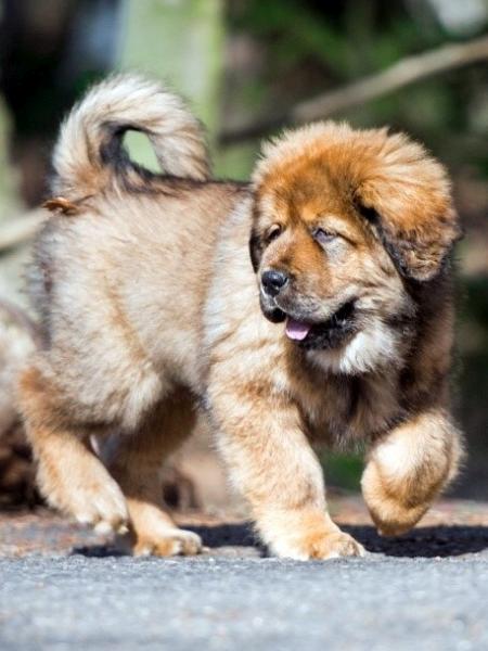 Tibetan Mastiff with pedigree