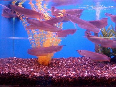 Affordable Tropical Arowana Fish Of Various Species