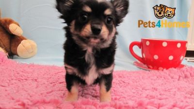 chihuahua puppy available for sale
