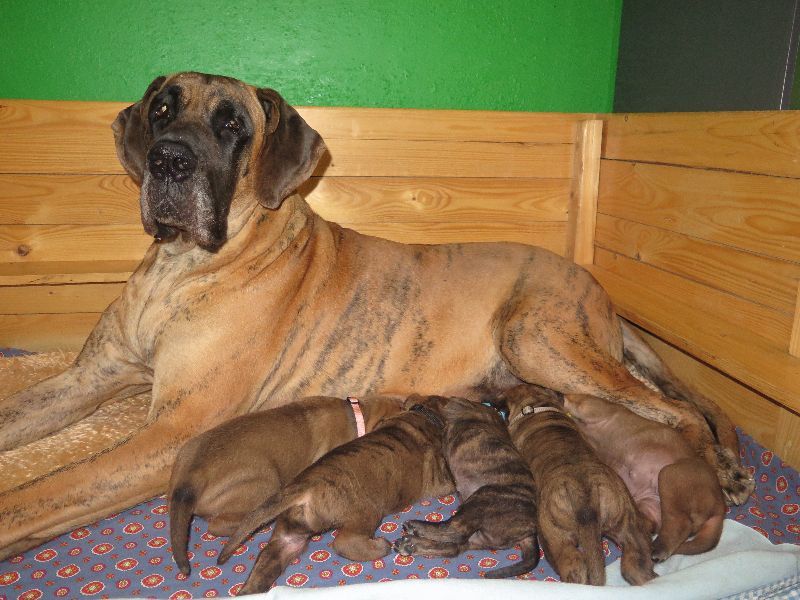 Great Dane – Puppies with pedigree for sale