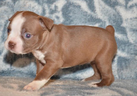 Super Giant Breed Chocolate And White Boston Terrier Pups For Sale 