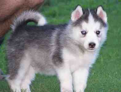 Two top Beautiful Siberian husky puppies ready for new family home