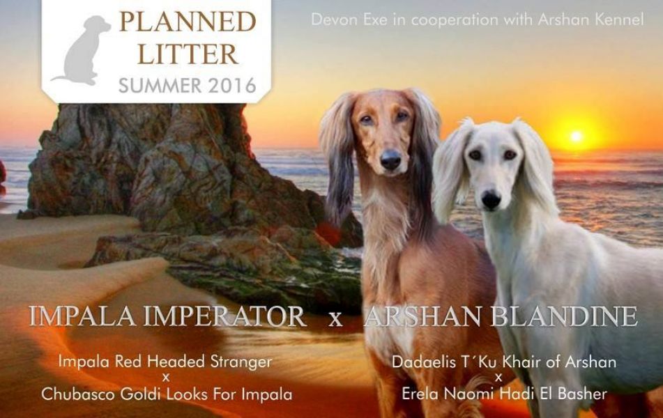 Saluki puppies kennel Devon Exe