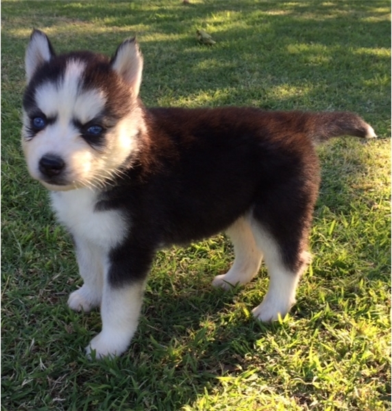 Adorable Blue Eyes Siberian Husky Puppies 