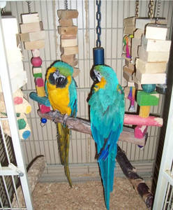 Axis & Max ara arouana macaw male and female 7 months old for rehoming.