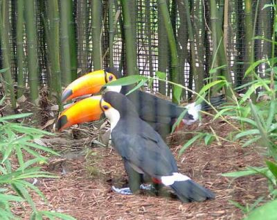 excellent and lovely Toucans parrots for good homes