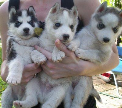 Male and Female Husky for Sale Text Me At (215) 526-5512