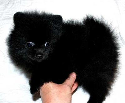Valentines Day Male Female Teacup Pomeranian Puppies For Adoption 