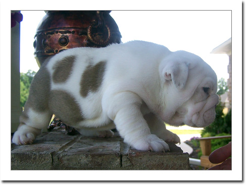 Charming english bulldog puppies for adoption