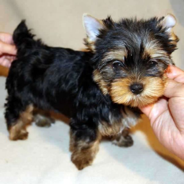 Precious Micro Teacup Yorkie Puppies For Adoption