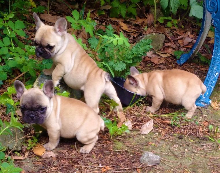 Akc Registered French Bulldog puppies