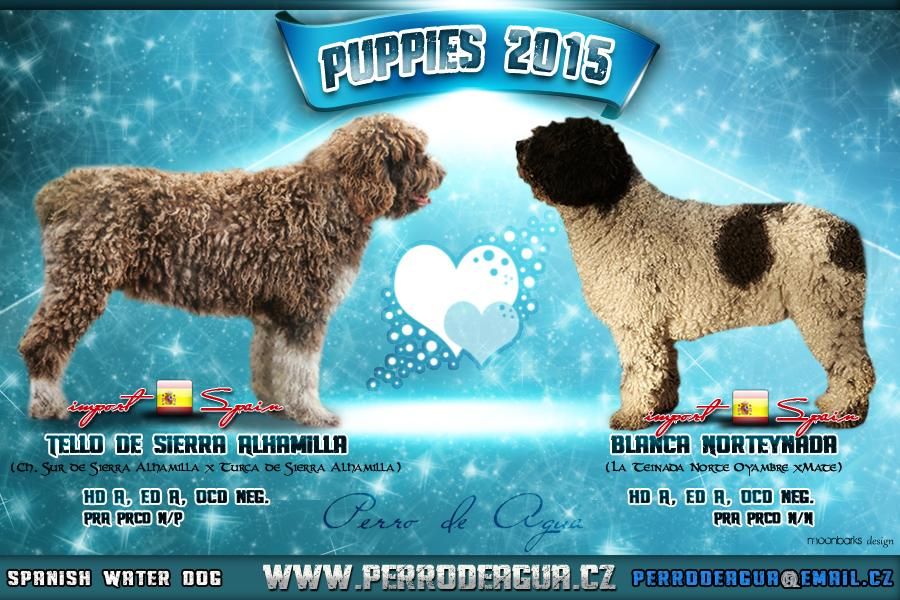 Perro de agua español (Spanish Water Dog) puppies with FCI pedigree