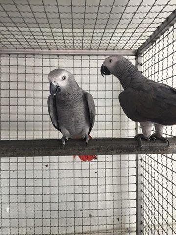 Hand fed, tamed, trained babies and adults parrots and fertilized eggs for sale.