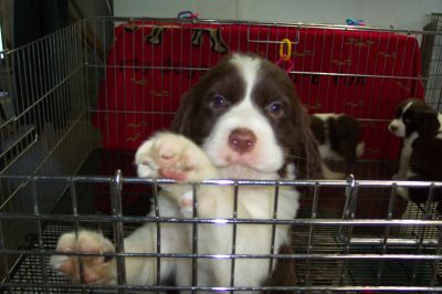 English Springer Spaniels