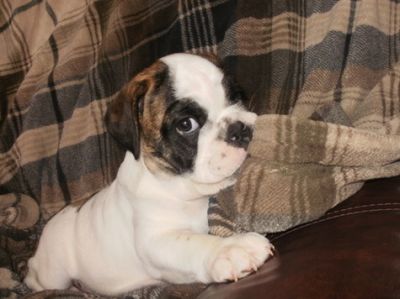Male And Female English Bulldog Puppies Ready For A New Home.