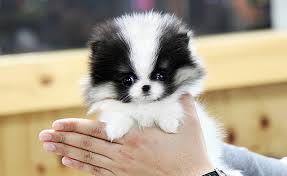 Pomeranian puppies for sale call/text (972) 449-4650