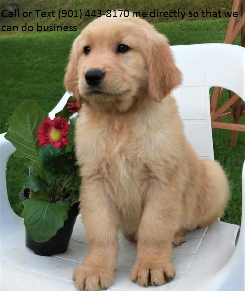 Golden Retriever Puppy For caring home.