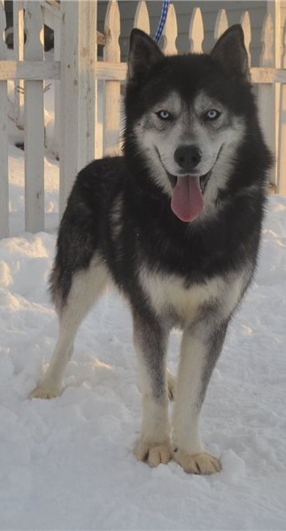 Siberian husky