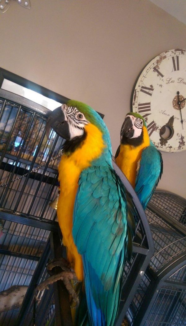 Excellent Talking DNA Registered Macaws Parrots for Sale
