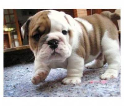 Adorable English Bulldog Puppies For R-Homing