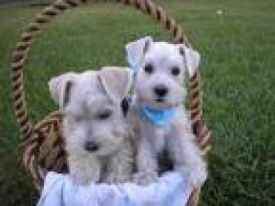 Lovely Male and Female Miniature Schnauzer Puppies for Adoption