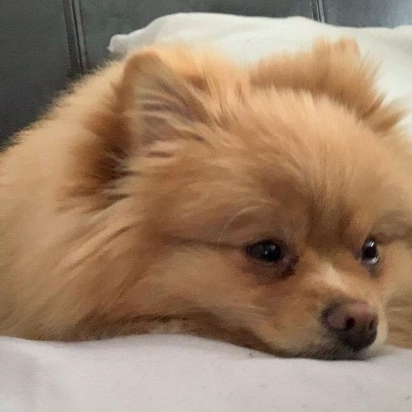 Pomeranian dogs for sale