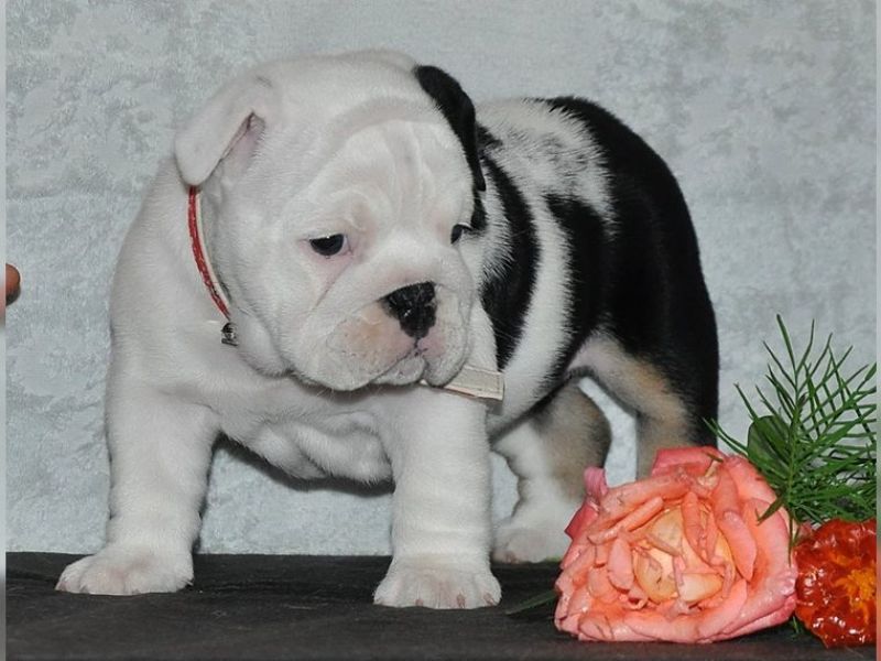 English bulldog puppies