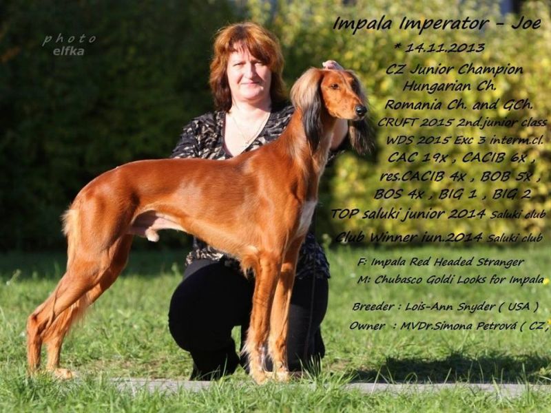 Saluki puppies kennel Devon Exe