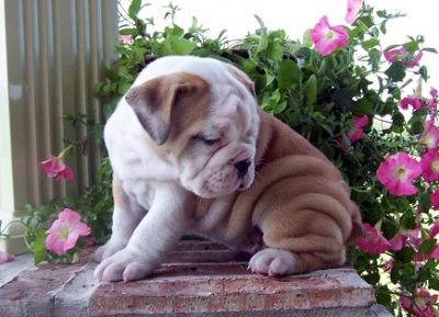 AKC Reg, bulll puppieood home for g