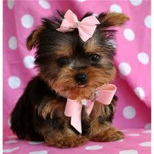  AVAILABLE NOW BEAUTIFUL YORKIE PUPPIES FOR ADOPTION AND FOR ANY GOOD HOME (Albuquerque)
