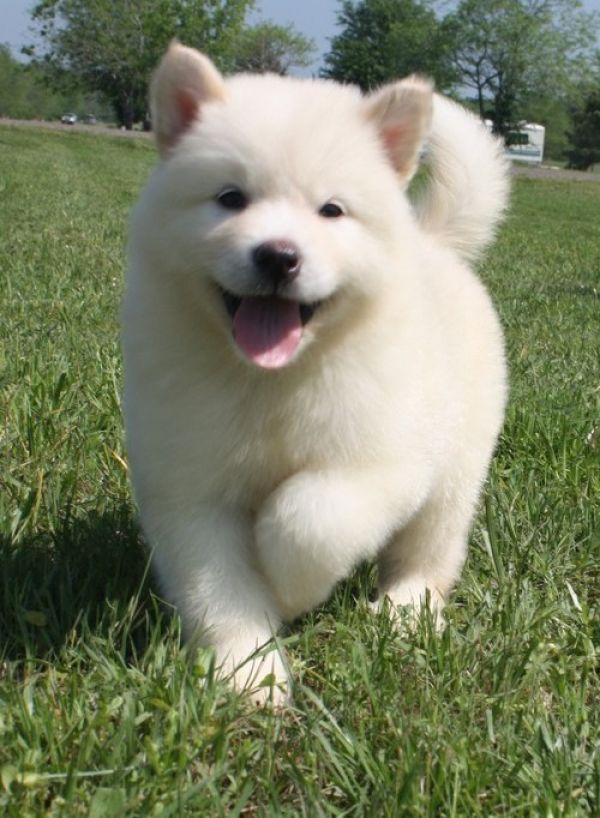 Home Raised Alaskan Malamute puppies