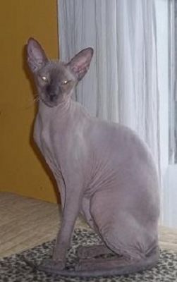 HAIRLESS Don Spyhnx and Peterbald KITTENS