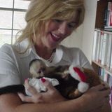 Christmas home trained  Capuchin monkeys for re-home.